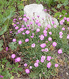 Tiny Ruby Dianthus