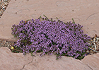 Creeping Veronica