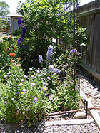 Red Maltese Cross, Blue delphinium, & Blue Fleabane