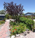 Purple Canada Chokecherry, Hops Vines on Fence, & Flowers