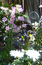 Pink Canterbury Bells & White Shasta Daisies