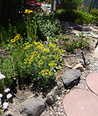 Gloriosa Daisies & Meadow Rue