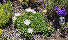Whitish Iceplant & Annual Delphiniums