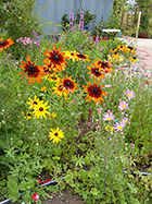 Gloriosa Daisies, Cosmos, & Liatris