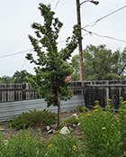 Hackberry & Tansy