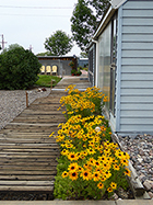 Gloriosa Daisies Along Front Walk