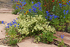 Buckwheat & Blue Sky Delphiniuim (Larkspur)