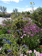 Blue Larkspur & Party Girl Mini Hollyhocks