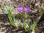 Purple Crocus