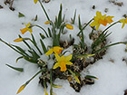 Daffodils in the Snow
