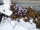 Lavendar Creeping Phlox