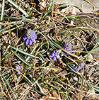 Grape Hyacinth