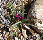 Magenta Tulip & Hens/Chicks