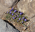 Grape Hyacinth