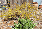 Forsythia & Poppy Foliage