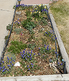Grape Hyacinths in Wood Shed Bed