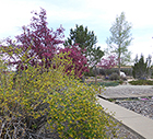 Currant and Crabapples in Bloom