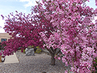 Crabapples in Bloom