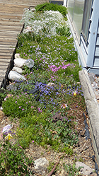 Snow in Summer & Creeping Phlox