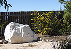 Yellow Shrub Rose & Granite Boulder