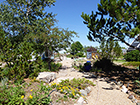 Garden from SW Corner -- some Golden Rod