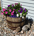 Pansies & Lobelia