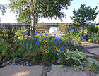 SE Garden with Larkspur & Gallardia