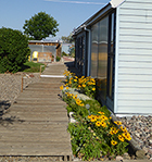 Front Walk with Gloriosa Daisies