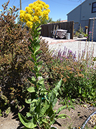 Tall Golden Rod