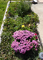 Mums & Missouri Primrose