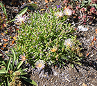 Neon Ice Plant