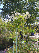 Silver Lace Vine