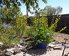 Maximillan Daisies