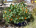 Nasturtiums