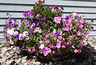 Petunias & Geranium