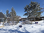 Evergreens in the Snow!