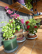 Indoor Greenhouse Helps with Winter Sanity