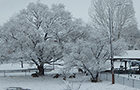 More Snow and Deer From Home Office Window