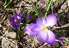 Purple Crocus