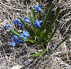 Scilla - Bluebell