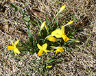 Daffodils