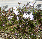 Lavender Creeping Phlox