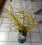 Forsythia