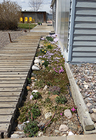 Front Walk Garden Coming to Life