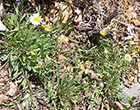 Alpine Asters