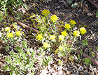 Cushion Spurge