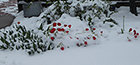 Red Tulips in the Snow