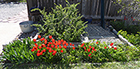 Red Tulips after Snow Melt