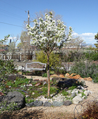 Spring Snow Crabapple