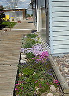 Creeping Phlox & Purple Thyme